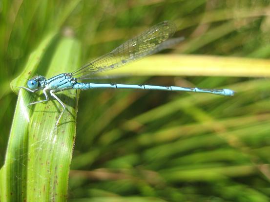 Blauwe libelle