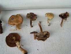 Paddestoelen3