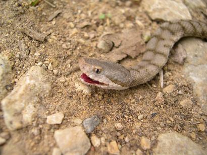 Adder (viper)