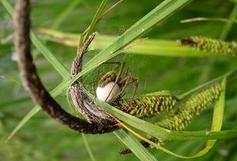 Spin met ingekapselt voer